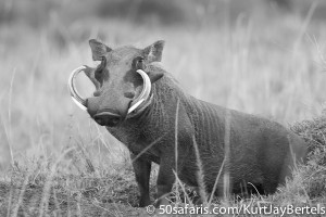 Large male warthog