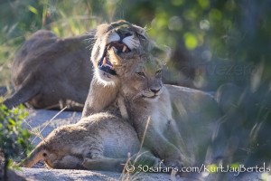 South Africa, wildlife, safari, photo safari, photo tour, photographic safari, photographic tour, photo workshop, wildlife photography, 50 safaris, 50 photographic safaris, kurt jay bertels, lion, cub, snarling, fighting, playing, cub