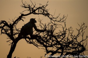 tiger safari, india, ranthambore, tiger, calendar, when to go, best, wildlife, safari, photo safari, photo tour, photographic safari, photographic tour, photo workshop, wildlife photography, 50 safaris, 50 photographic safaris, kurt jay bertels, langur monkey, feeding