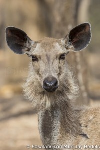 tiger safari, india, ranthambore, tiger, calendar, when to go, best, wildlife, safari, photo safari, photo tour, photographic safari, photographic tour, photo workshop, wildlife photography, 50 safaris, 50 photographic safaris, kurt jay bertels, sambar deer