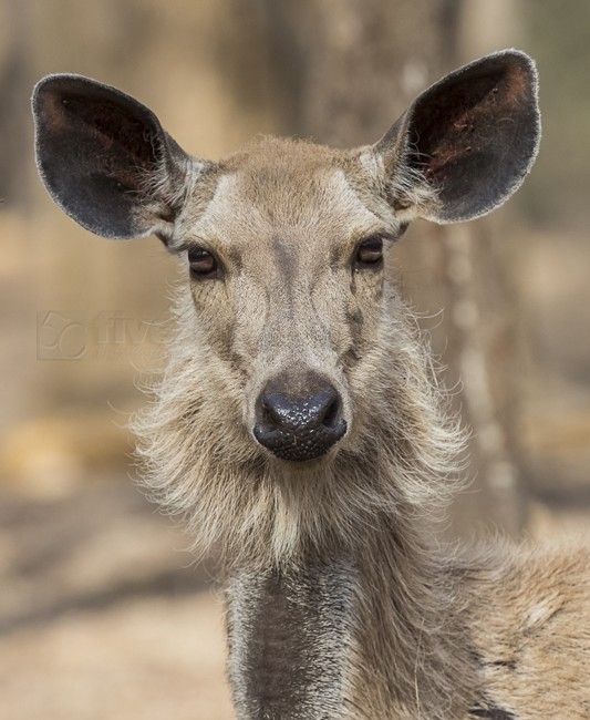 Permalink to Female sambar deer