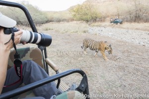 tiger safari, india, ranthambore, tiger, calendar, when to go, best, wildlife, safari, photo safari, photo tour, photographic safari, photographic tour, photo workshop, wildlife photography, 50 safaris, 50 photographic safaris, kurt jay bertels, tiger, male, large, adult, gypsy, canter, jeep