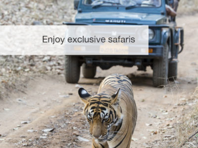 tiger safari, fivezero safaris