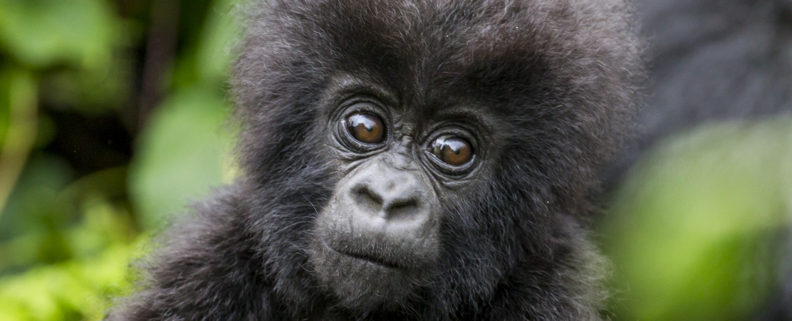 Permalink to A young gorilla checking us out