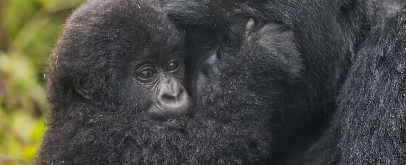 Permalink to A baby gorilla gives its mother a hug