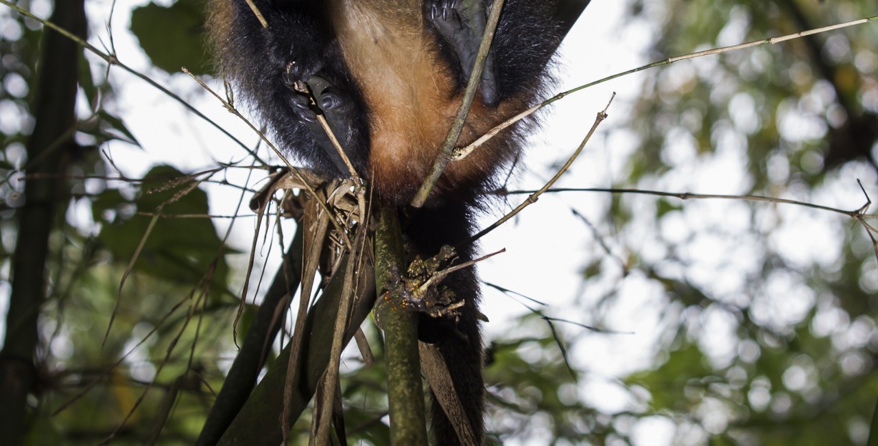 Permalink to A golden monkey in the bamboo forests