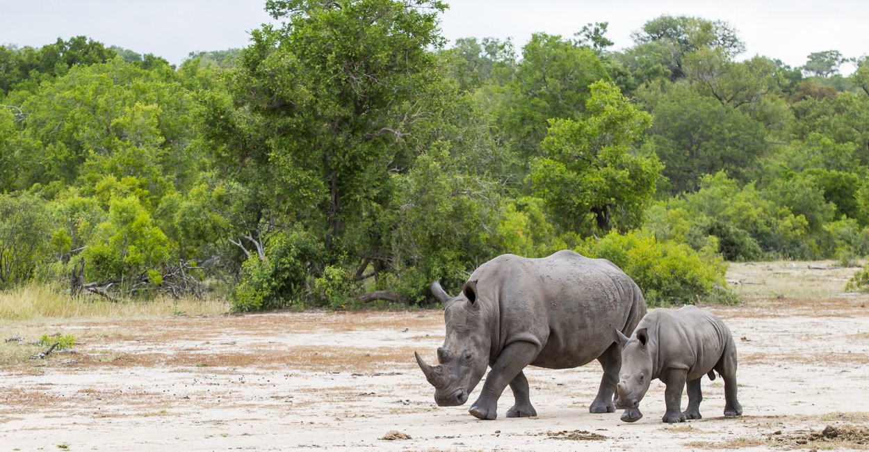 Permalink to A female rhino and her calf