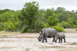 calendar, when to go, best, wildlife, safari, photo safari, photo tour, photographic safari, photographic tour, photo workshop, wildlife photography, five zero safaris, five zero photographic safaris, fivezero, kurt jay bertels, south africa, white rhino, rhino