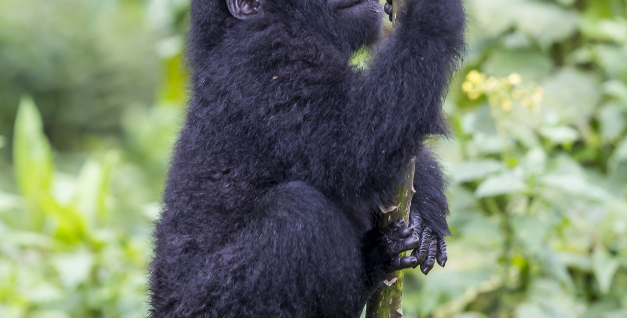 Permalink to A baby gorilla climbs an impossibly small tree