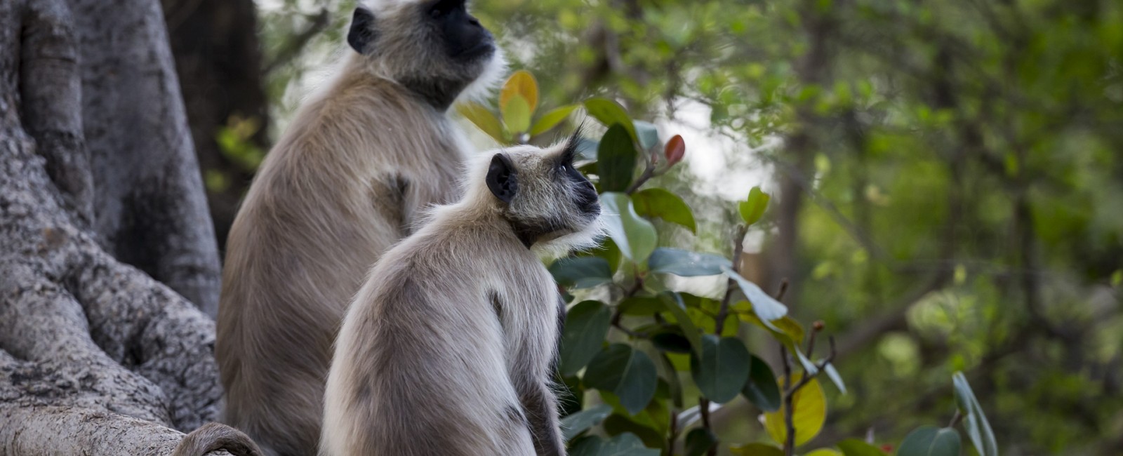 Permalink to 2 grey langur monkeys take a break from feeding in a banyan tree