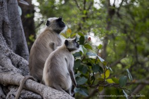 calendar, when to go, best, wildlife, safari, photo safari, photo tour, photographic safari, photographic tour, photo workshop, wildlife photography, five zero safaris, five zero photographic safaris, fivezero, kurt jay bertels, tiger safari, india, langur, grey langur, monkey