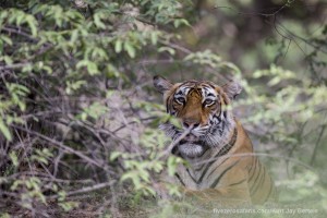 calendar, when to go, best, wildlife, safari, photo safari, photo tour, photographic safari, photographic tour, photo workshop, wildlife photography, five zero safaris, five zero photographic safaris, fivezero, kurt jay bertels, tiger safari, india, tiger, bengal tiger