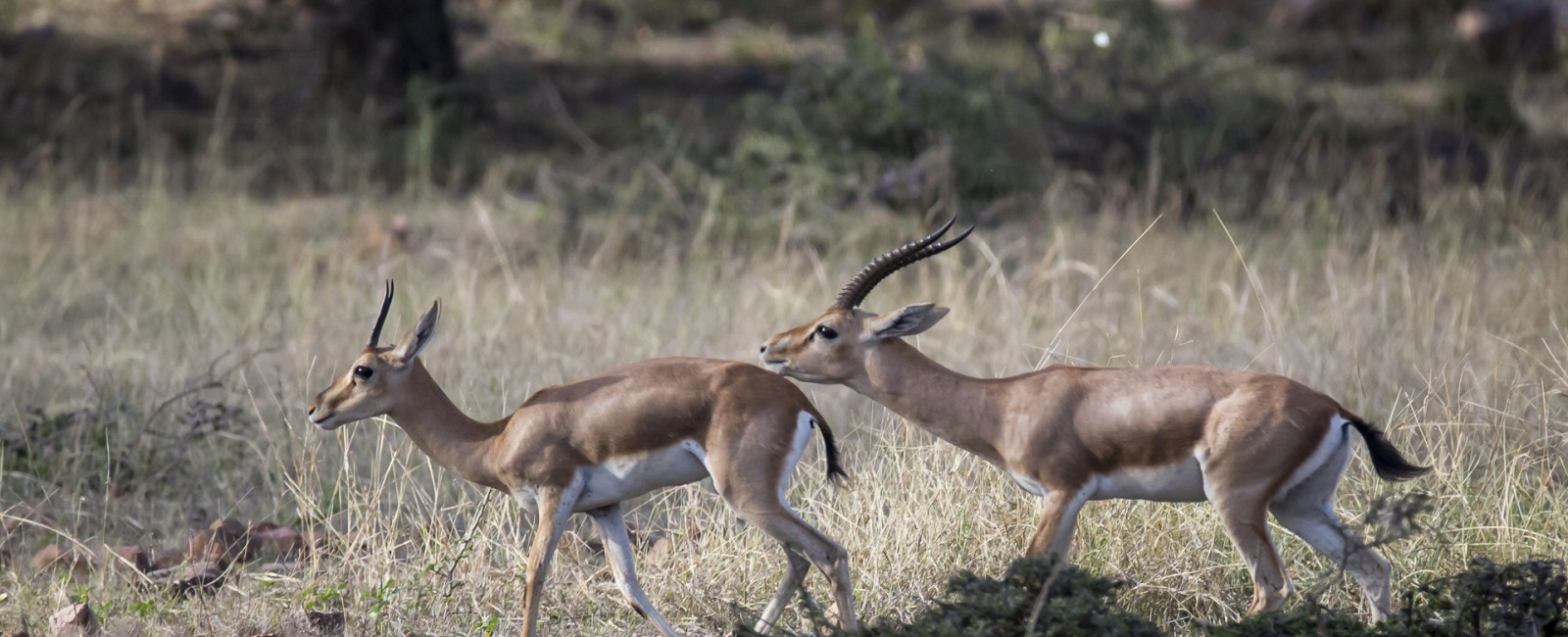 Permalink to Indian gazelle