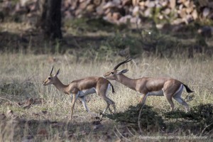 calendar, when to go, best, wildlife, safari, photo safari, photo tour, photographic safari, photographic tour, photo workshop, wildlife photography, five zero safaris, five zero photographic safaris, fivezero, kurt jay bertels, tiger safari, india, indian gazelle