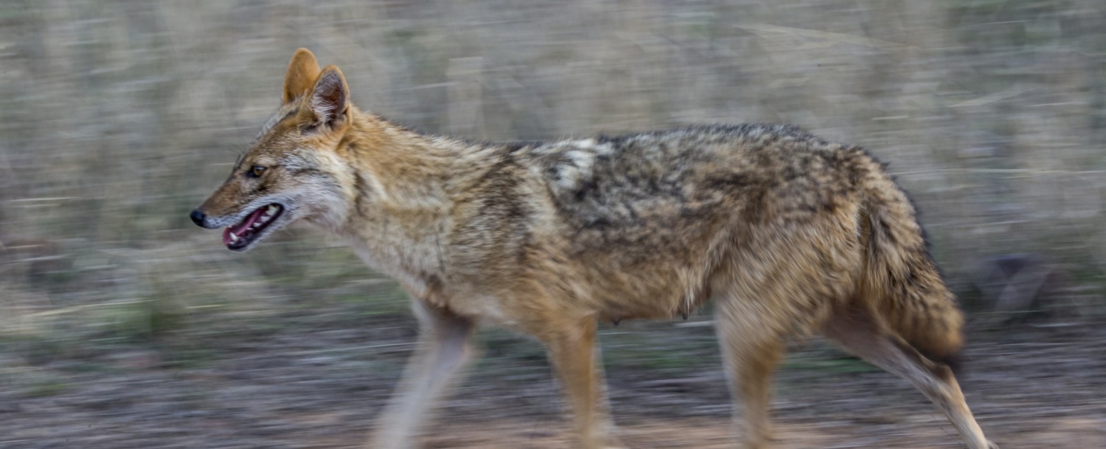 Permalink to A golden jackal running past us