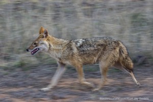 calendar, when to go, best, wildlife, safari, photo safari, photo tour, photographic safari, photographic tour, photo workshop, wildlife photography, five zero safaris, five zero photographic safaris, fivezero, kurt jay bertels, tiger safari, india, golden jackal