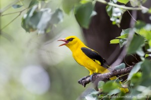 calendar, when to go, best, wildlife, safari, photo safari, photo tour, photographic safari, photographic tour, photo workshop, wildlife photography, five zero safaris, five zero photographic safaris, fivezero, kurt jay bertels, tiger safari, india, golden oriole