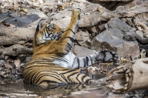 calendar, when to go, best, wildlife, safari, photo safari, photo tour, photographic safari, photographic tour, photo workshop, wildlife photography, five zero safaris, five zero photographic safaris, fivezero, kurt jay bertels, tiger safari, india, tiger, bengal tiger, swimming