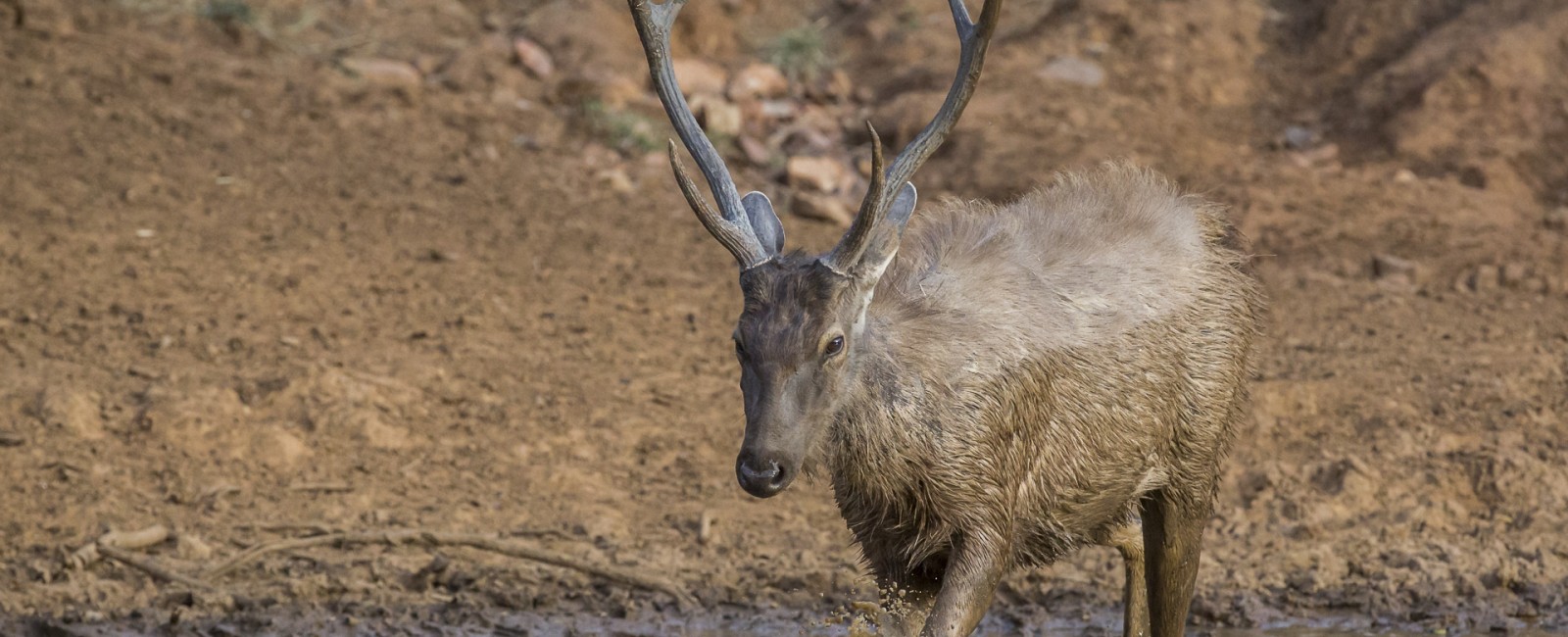 Permalink to A large male sambar deer