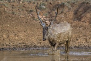 calendar, when to go, best, wildlife, safari, photo safari, photo tour, photographic safari, photographic tour, photo workshop, wildlife photography, five zero safaris, five zero photographic safaris, fivezero, kurt jay bertels, tiger safari, india, sambar deer, deer, male