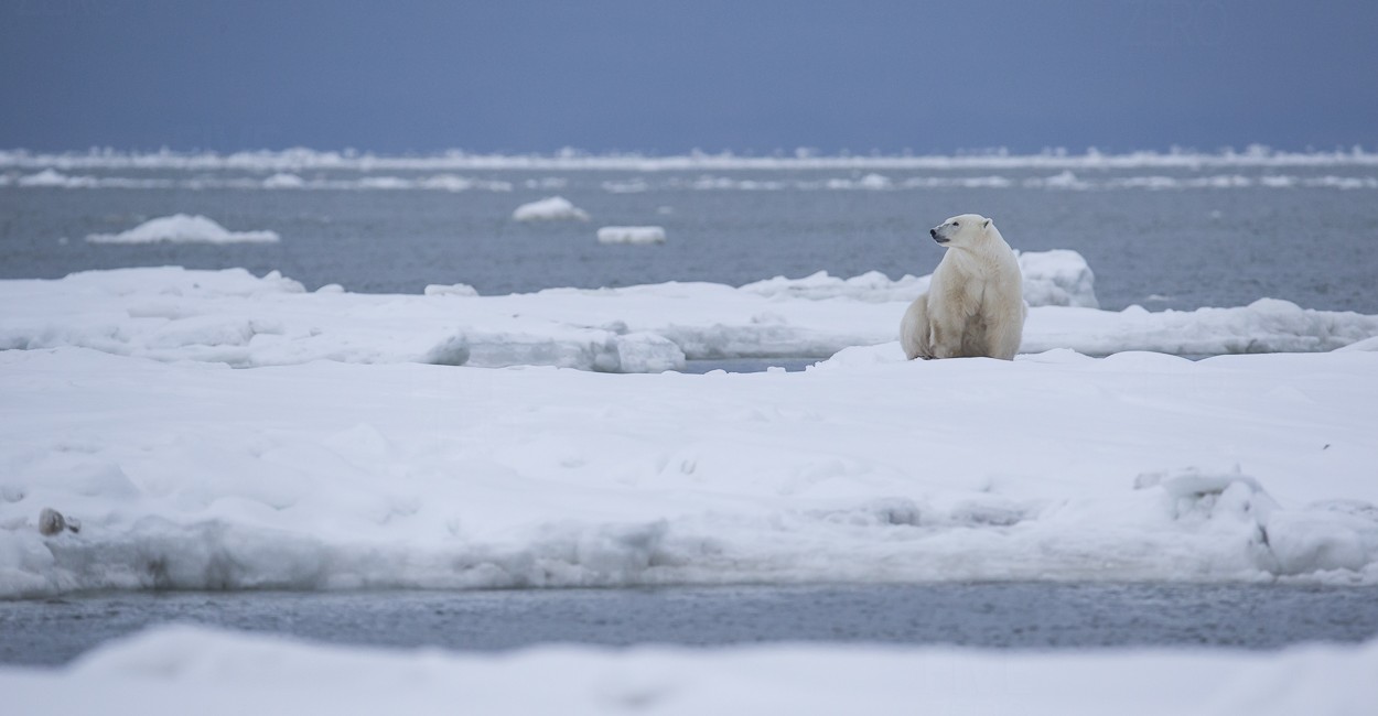 Permalink to The Polar Bear Safari 2015: Day 5