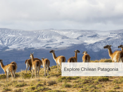 FiveZero Safaris, safari, Chile, puma, mountain lion