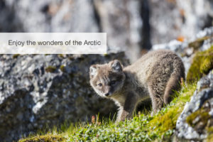 The Arctic Safari, FiveZero Safaris