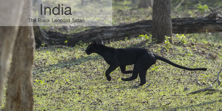 FiveZero Safaris, safari, India, black leopard, panther