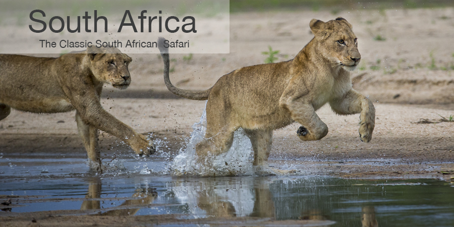 FiveZero Safaris, safari, africa, South Africa, lion cub