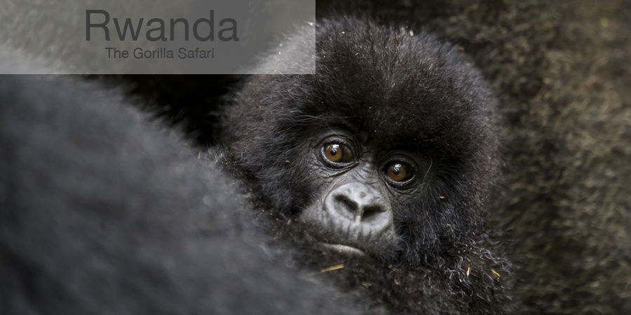 FiveZero Safaris, safari, africa, rwanda, gorilla, baby