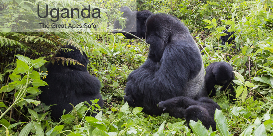 FiveZero Safaris, safari, africa, uganda, gorilla, chimpanzee