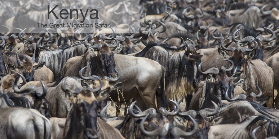 FiveZero Safaris, safari, africa, kenya, great migration, wildebeest