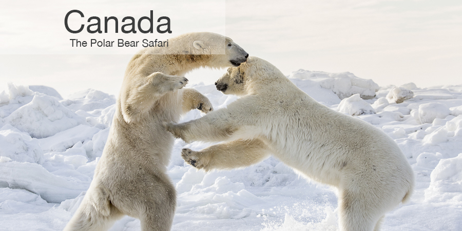 FiveZero Safaris, safari, Canada, polar bears