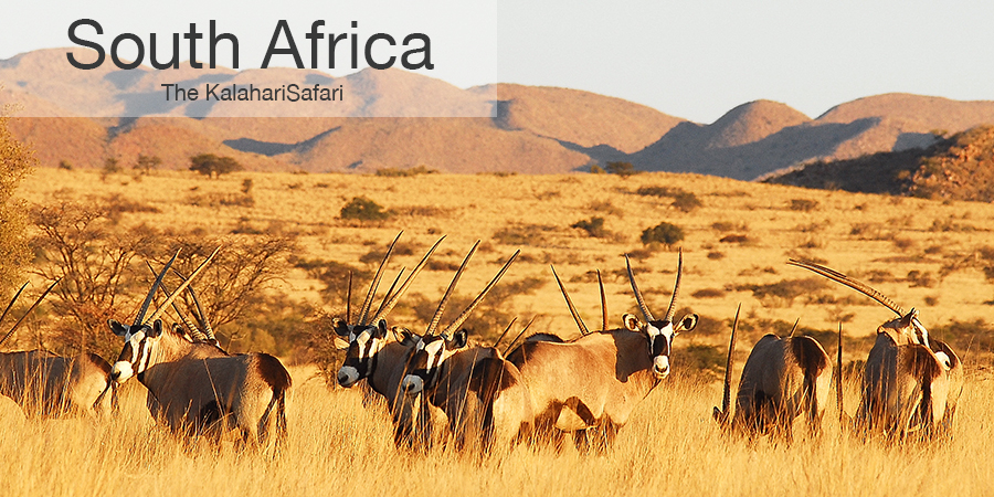 FiveZero Safaris, safari, africa, South Africa, oryx, gemsbok