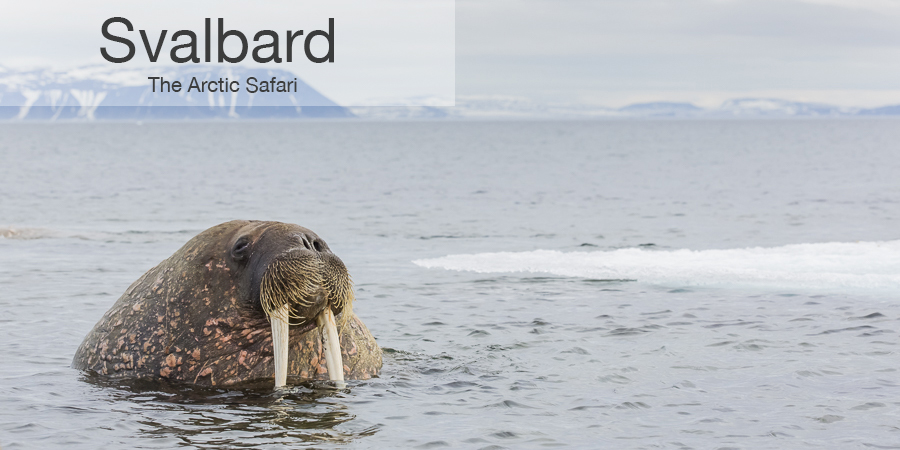 FiveZero Safaris, safari, Svalbard,walrus