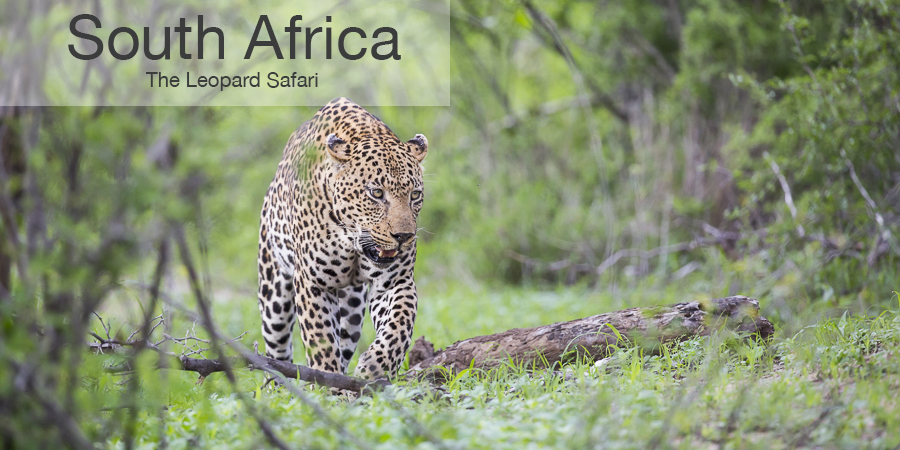 FiveZero Safaris, safari, africa, South Africa, leopard
