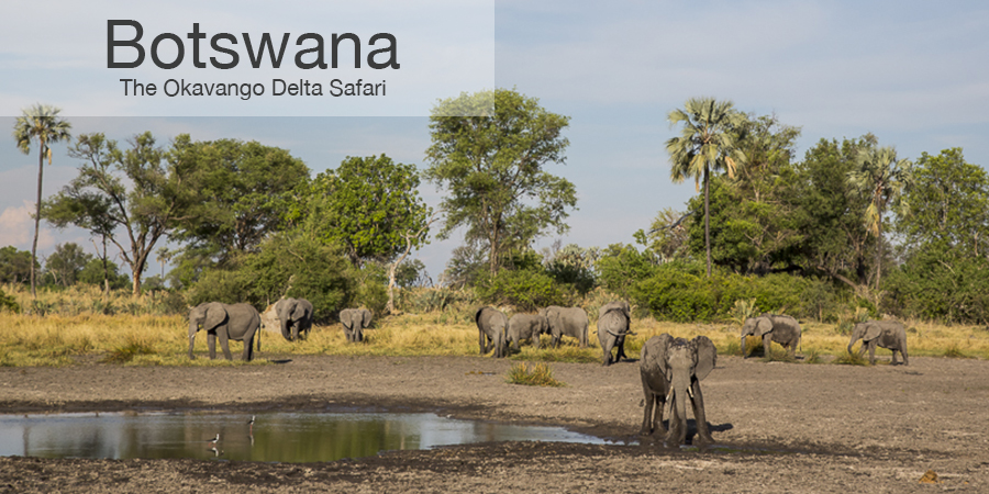 FiveZero Safaris, safari, africa, Botswana, elephant, Okavango delta