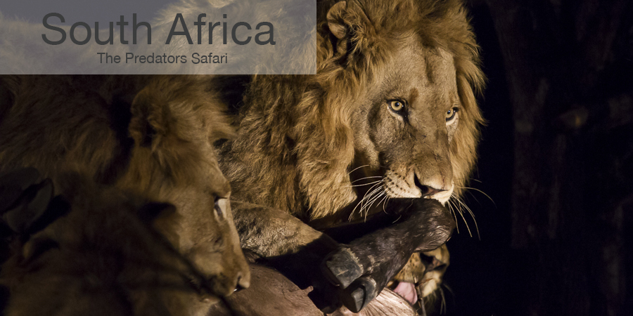 FiveZero Safaris, safari, africa, South Africa, lion kill
