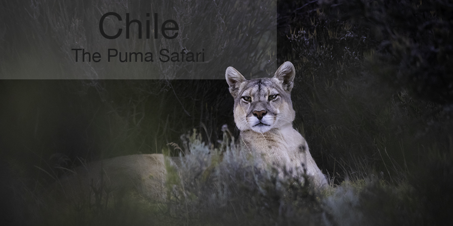 FiveZero Safaris, safari, Chile, puma, mountain lion