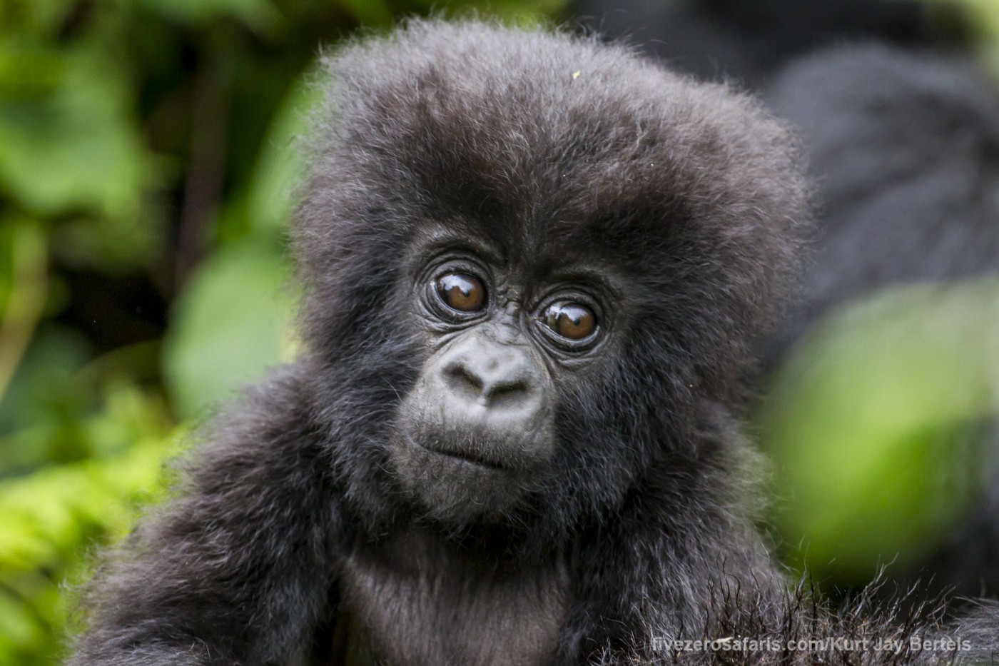 A young gorilla checking us out - Five Zero Safaris